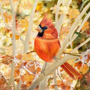 Red Cardinal Autumn Leaves