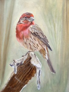 Red Finch on Snowy Branch