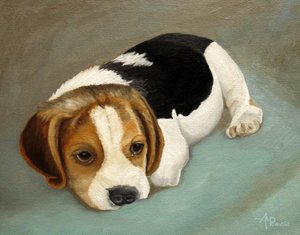 Sad Beagle Puppy
