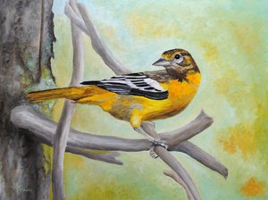 Vibrant Oriole Perched by Angeles M. Pomata