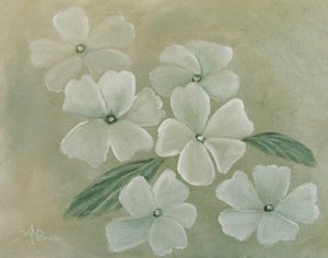 White Primula