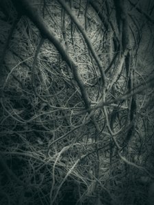 Dark Intertwined Branches by Angelo Cerantola