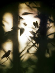 Ethereal Birds in Shadow by Angelo Cerantola