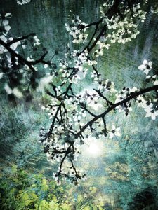 Ethereal Forest Bloom