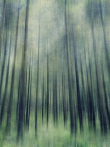 Ethereal Forest Light by Angelo Cerantola