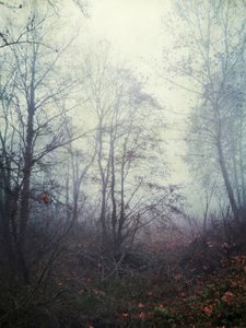 Ethereal Forest Mist by Angelo Cerantola