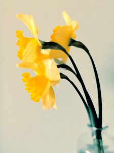 Fresh Spring Daffodils by Angelo Cerantola