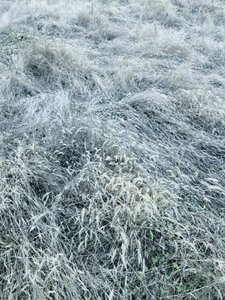 Frosted Winter Grass by Angelo Cerantola