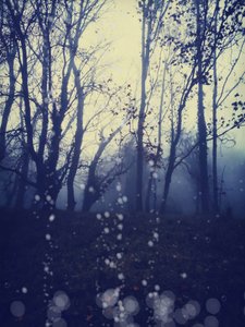 Misty Forest Dream by Angelo Cerantola