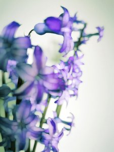 Soft Purple Blooms by Angelo Cerantola