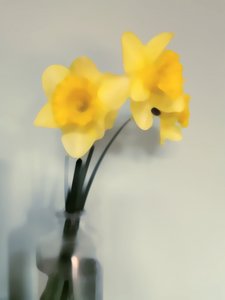 Soft Yellow Daffodils by Angelo Cerantola