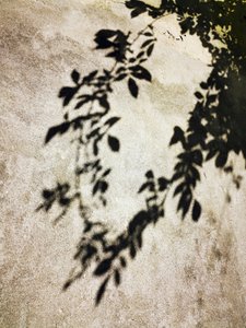 Sunlit Leaf Shadows by Angelo Cerantola