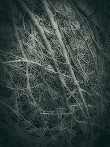 Tangled Winter Branches by Angelo Cerantola