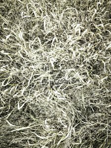 Textured Field Grass by Angelo Cerantola