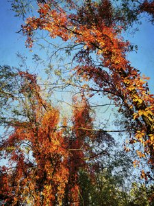 Vibrant Autumn Canopy by Angelo Cerantola