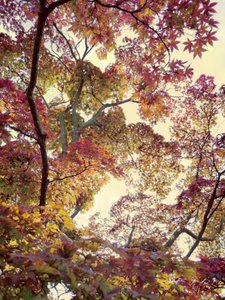 Vibrant Autumn Canopy