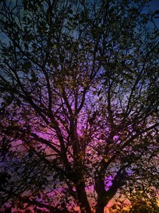 Vibrant Sunset Tree