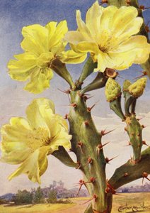 A Beautiful Representative of the Prickly Pear Cactus, Opontia Dillenii by Angelo Fairfax Muckley