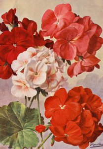 Beautiful Modern Geraniums, Zonal Pelargoniums