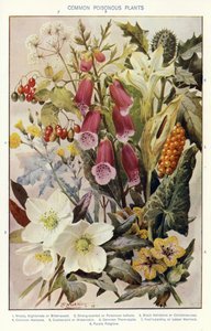 Common Poisonous Plants