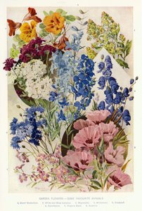 Garden Flowers, Some Favorite Annuals