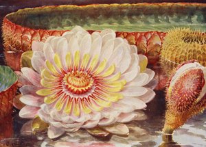 Victoria Regia, the Noblest of All Aquatic Plants by Angelo Fairfax Muckley