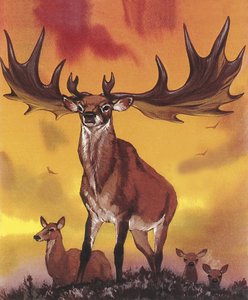 Giant Elk