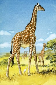 Giraffes