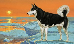 Husky dog
