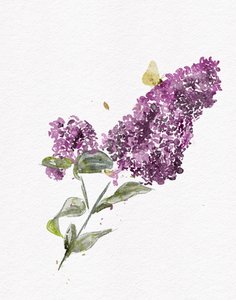 Purple Lilac Butterfly