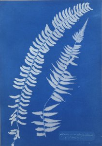 Asplenium Braziliense, S. America by Anna Atkins