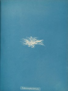 Enteromorpha clathrata, ca. 1853 by Anna Atkins