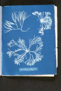 Furcelleria Fastigiata, from 