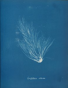 Griffithsia Setacea, ca. 1853 by Anna Atkins