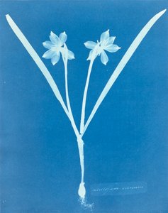 Leucojam Varium by Anna Atkins
