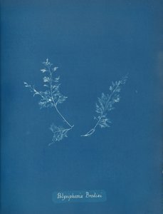 Polysiphonia Brodiaei by Anna Atkins