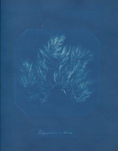 Polysiphonia violacea, ca. 1853 by Anna Atkins