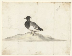 Tufted Duck