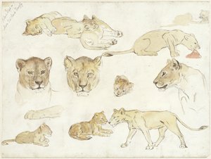 Studies of Lions by Anna Maria Kruijff