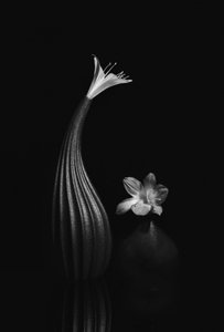 Elegant Floral Still Life by Anna Qu