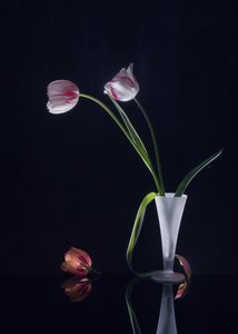Elegant Tulips Still Life by Anna Qu