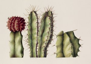 Cacti, 1999