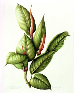 Rubber Plant, 1999 by Annabel Barrett