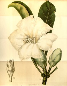 Fagraea Imperialis