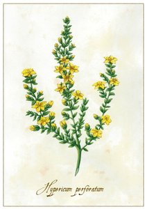 Hypericum perforatum, 2015 by Annalisa Morrocco