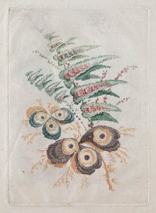 New Suite of Portfolios of Flowers Ideal to Use for Designing and Painting: Floral Fantasies by Anne Allen