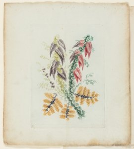 Plate, from New Suite of Notebooks of Ideal Flowers for Use by Draftsmen and Painters by Anne Allen