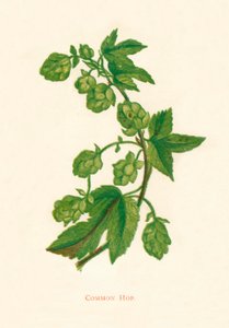 Common Hop, c1891 by Anne Pratt