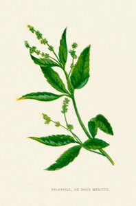 Perennial, or Dogs Mercury by Anne Pratt