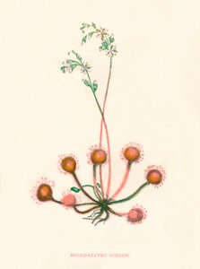 Round-Leaved Sundew, c. 1891 by Anne Pratt